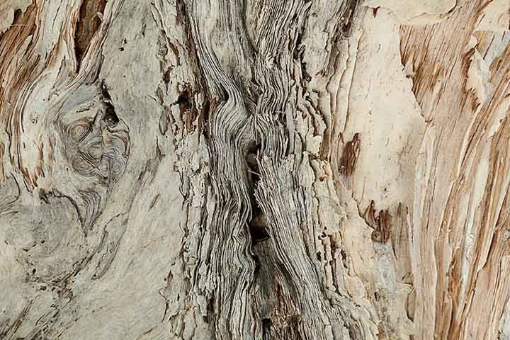 Tree Branch Exposed pattern detail