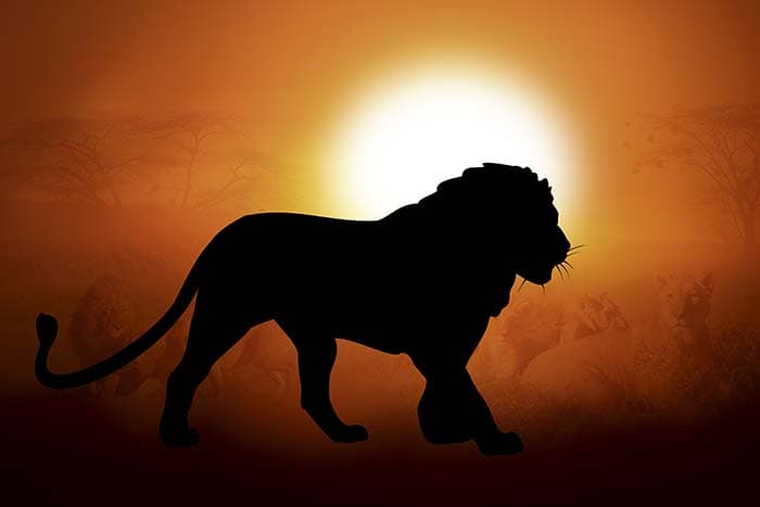 Evening scene with lion shadow pattern detail