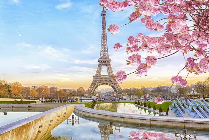 Elegant Pink Blossoms Around Eiffel Tower Wallpaper pattern detail