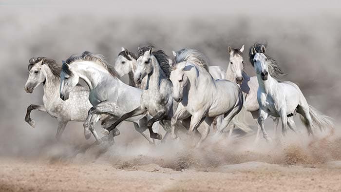 7 Running White Horses Wallpaper Mural pattern detail