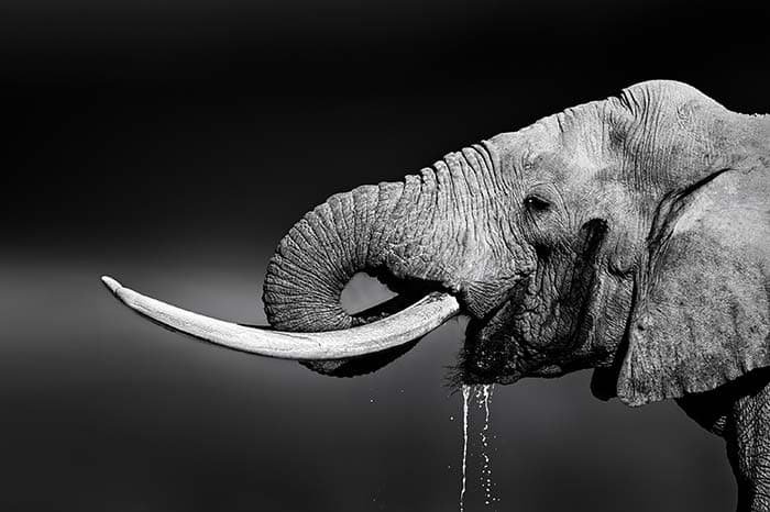 Elegant Black and White Elephant Design Wallpaper pattern detail