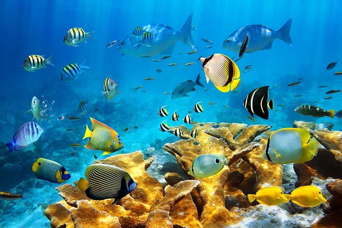 Underwater Striped Fishes Design Wallpaper pattern detail