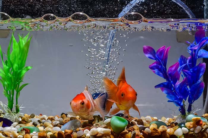 Vibrant Orange Fish Underwater Nature Wall Mural Wallpaper pattern detail