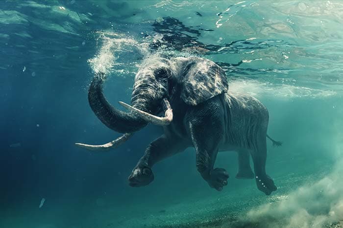 Swimming Elephant Underwater Adventure Wallpaper pattern detail