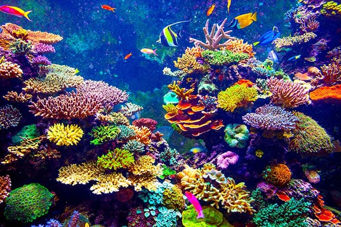 Colorful Coral Reefs pattern detail