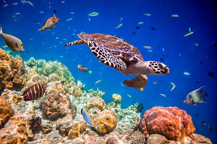 Playful Turtle pattern detail