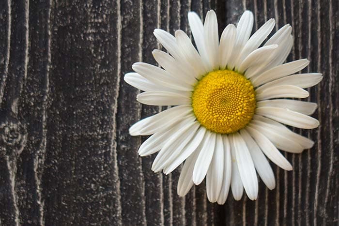 Beautiful 3D Daisy Floral Art Wall Wallpaper pattern detail