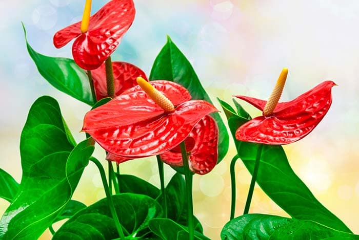 Red Floral pattern detail