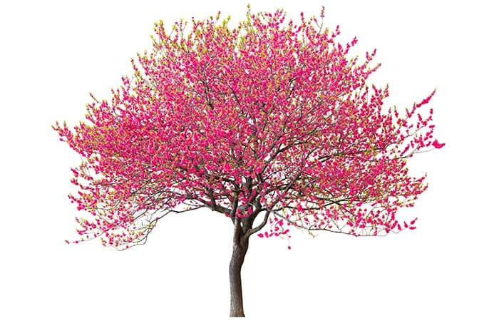 Pink Blossom tree pattern detail
