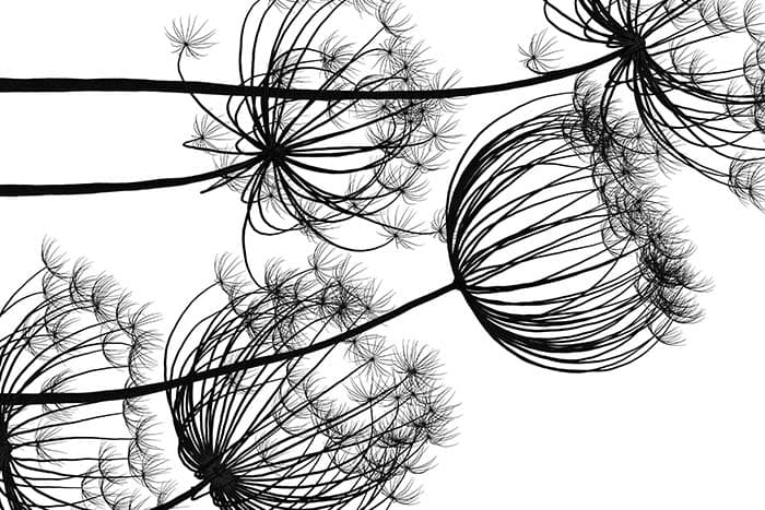 Black Chrysanthemums pattern detail