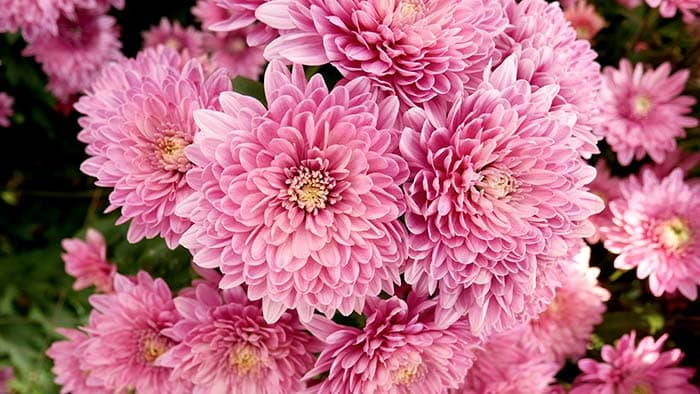 Romantic Pink Dahlias Flower Garden Wallpaper pattern detail