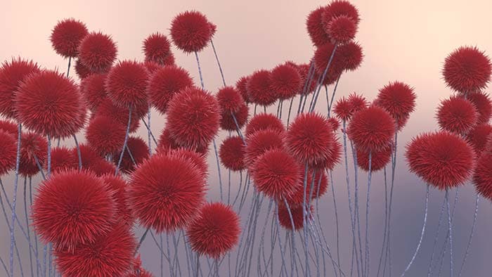 Red Chrysanthemums Wallpaper pattern detail