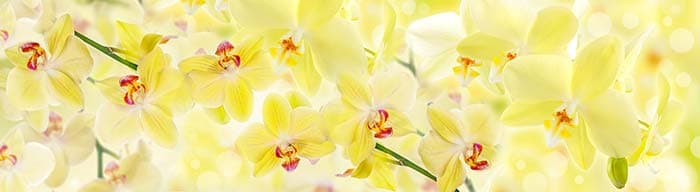 Nature Inspired Yellow Blossoms Wallpaper pattern detail