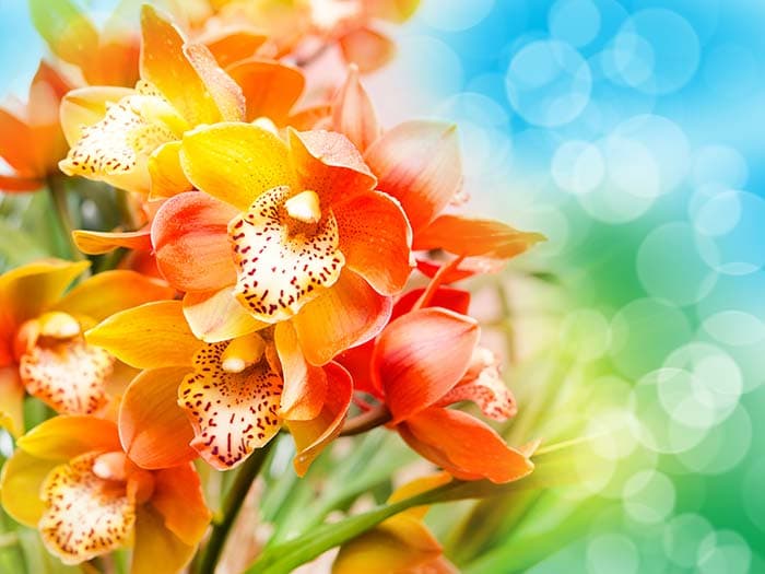 Colorful Flower Wallpaper Mural pattern detail