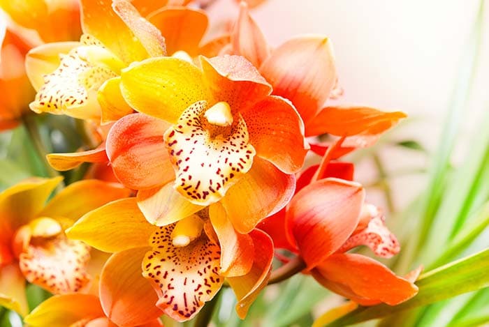 Sunny Garden Orange and Yellow Flower Wallpaper Mural pattern detail