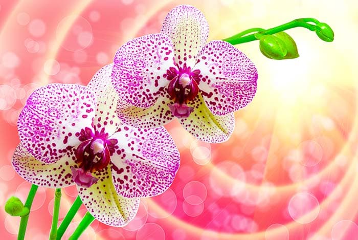 Stunning Purple Floral View Wallpaper Mural pattern detail