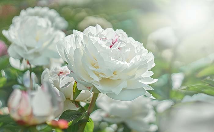 White Blossom pattern detail