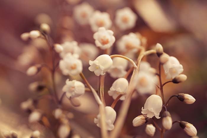 White Blossom pattern detail