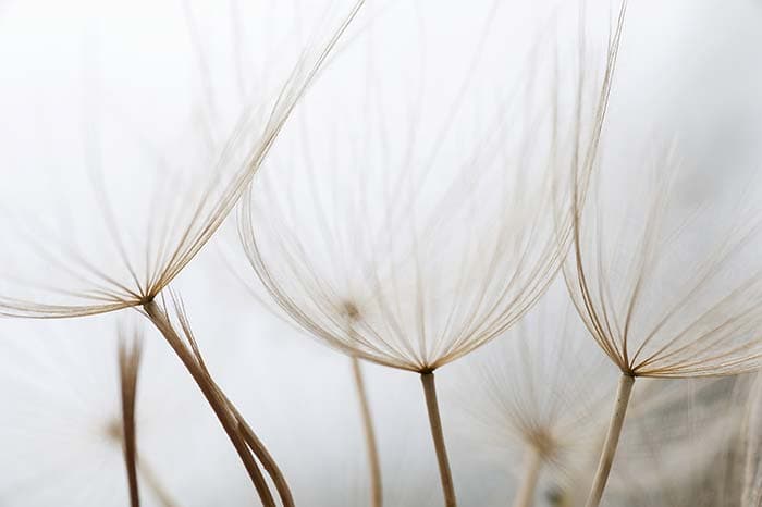 Thin Blossom pattern detail