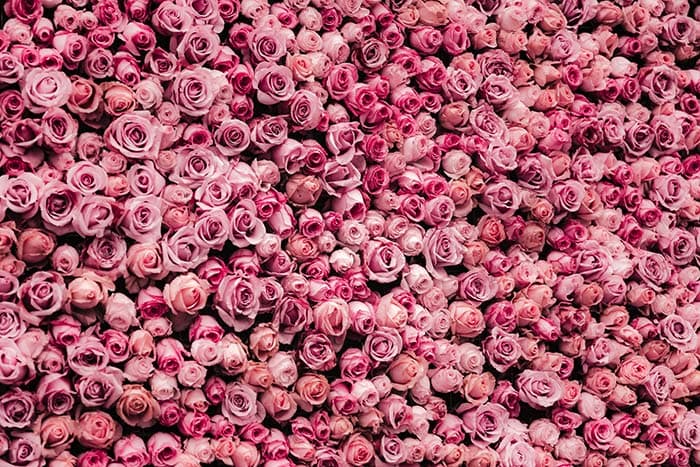 Bunch O Pink Roses Wallpaper for Wall pattern detail