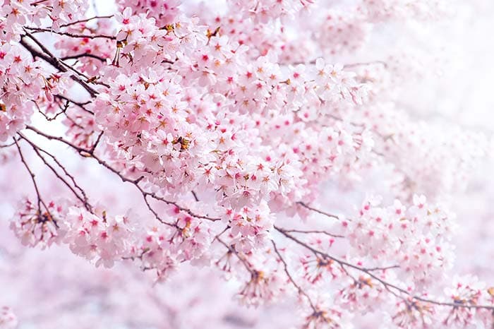 Cherry Blossom Floral Nature Wallpaper pattern detail