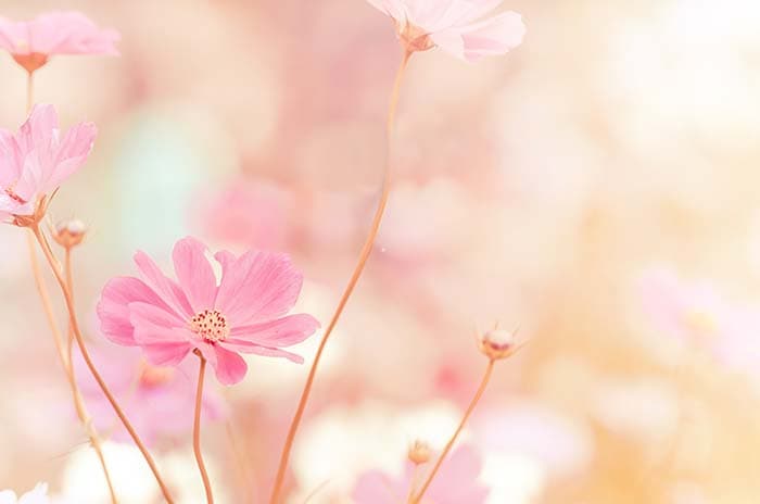 Pink Bloom Mural Wallpaper pattern detail
