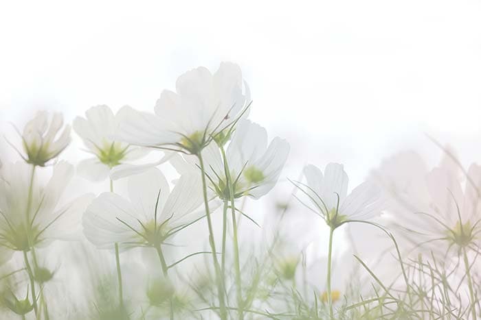 White Blossom pattern detail