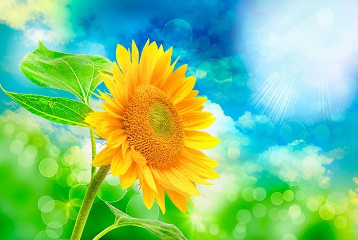Sunny Flower pattern detail