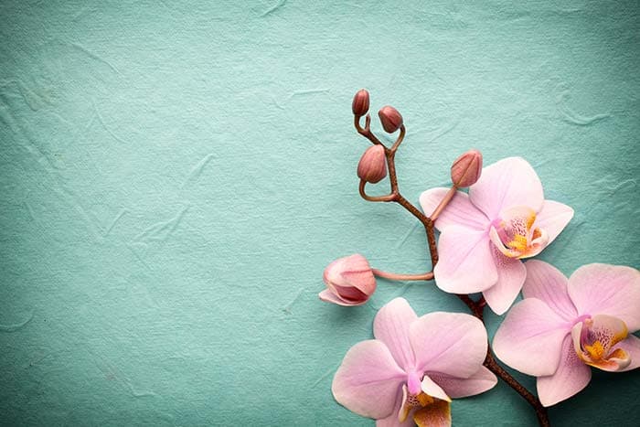 Flower On Wall pattern detail