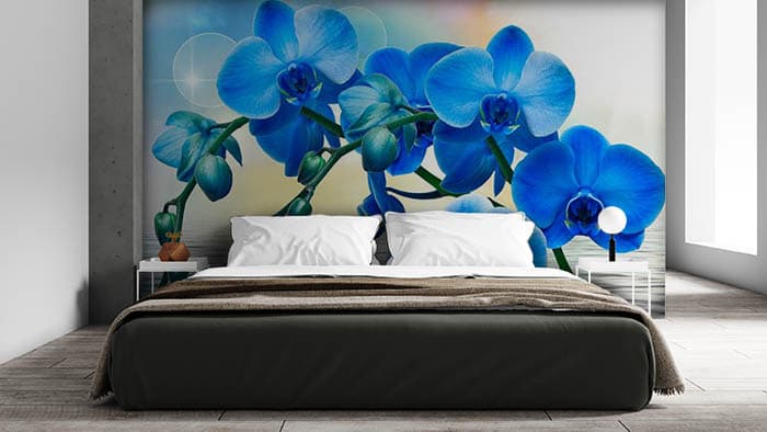 Blue Boo shown in a room