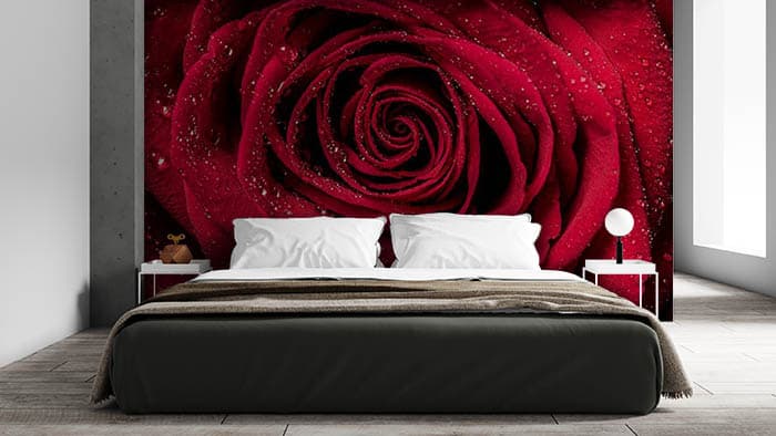 Red Rose Closeup Wallpaper shown in a room