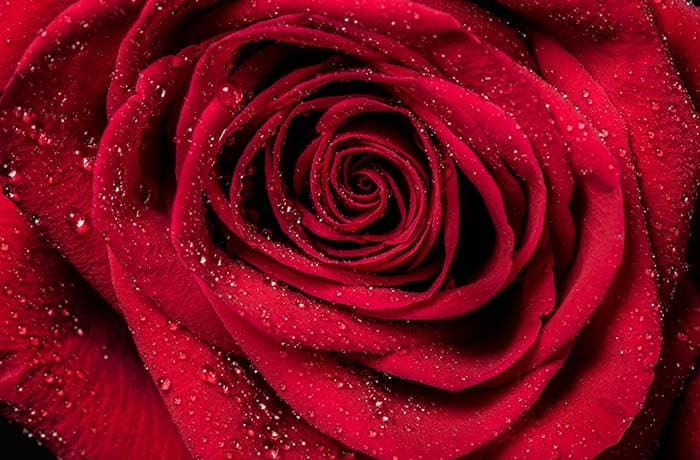 Red Rose Closeup Wallpaper pattern detail