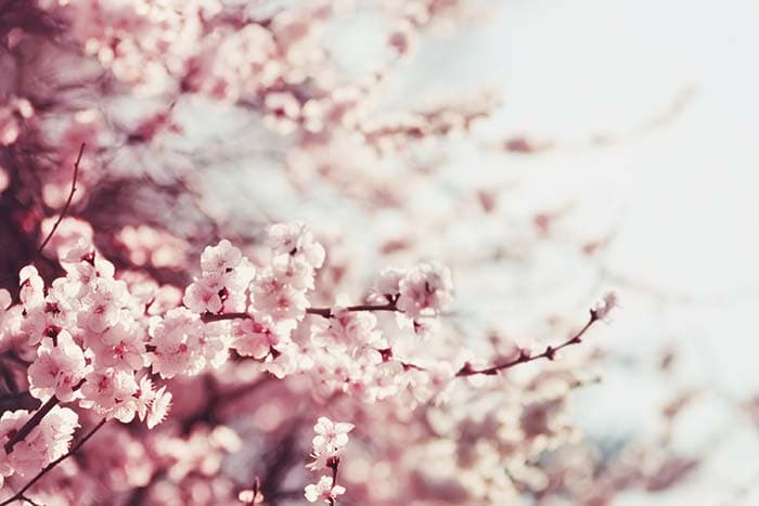Light Blossom pattern detail