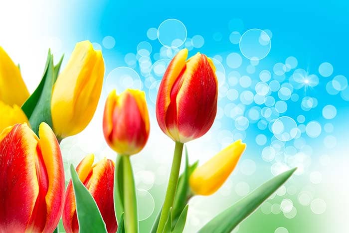 Floral View pattern detail