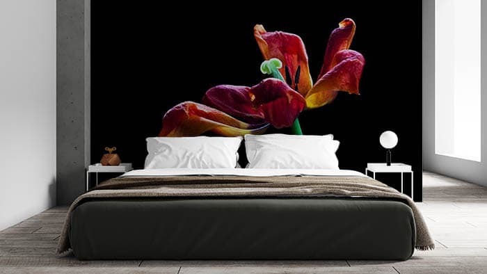 Darkness Blossom shown in a room