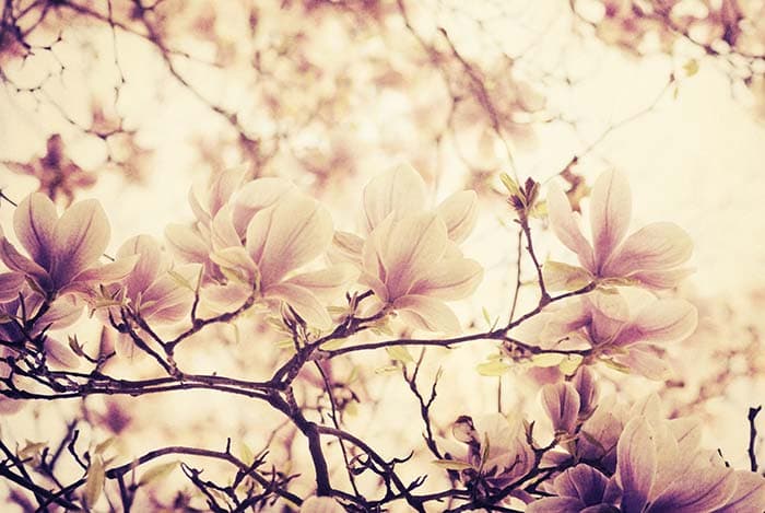 White Blossom pattern detail