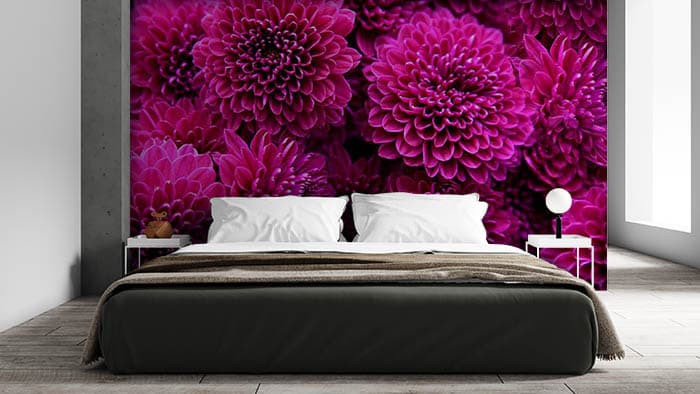 Pink Magenta Dahlias Flower Wallpaper shown in a room