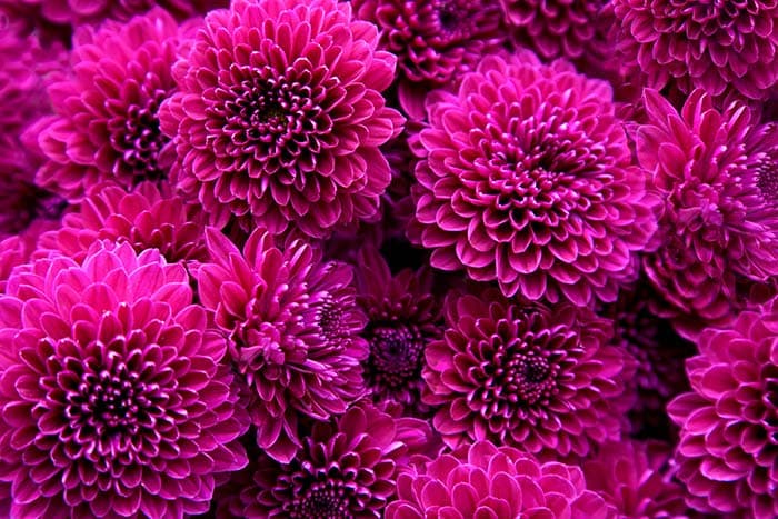 Pink Magenta Dahlias Flower Wallpaper pattern detail