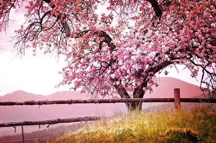 Cherry Blossom Tree Floral Pattern Design Wall Wallpaper pattern detail
