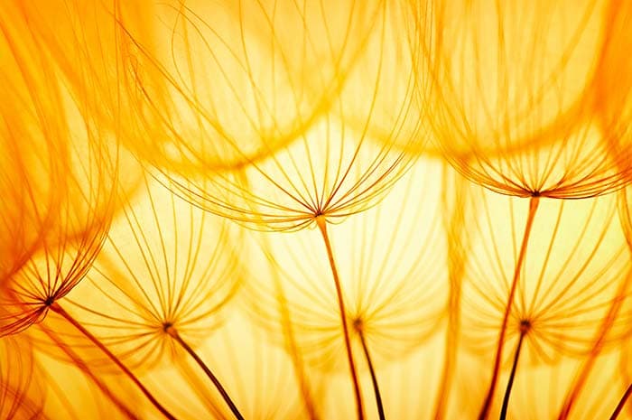 Dandelion During the Golden Hour Wallpaper pattern detail