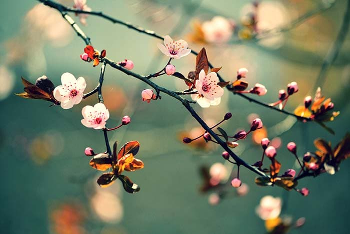 Branch FLoral pattern detail