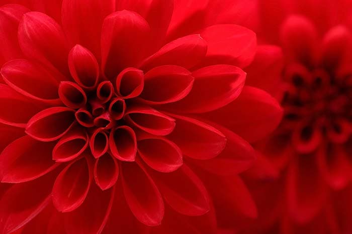 Red Flower Closeup Wallpaper Mural pattern detail