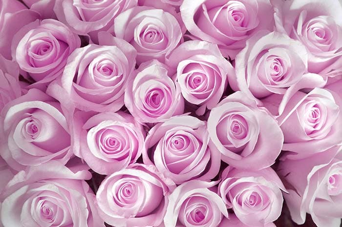 Beautiful Light Pink Rose Wallpaper pattern detail