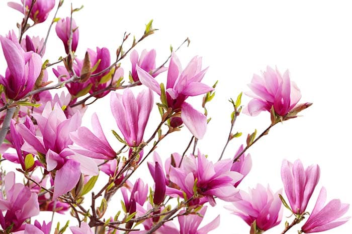 Beautiful Pink Mangolia Flowers Wallpaper pattern detail