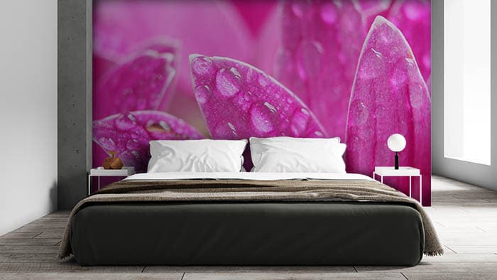 Pibk Dew shown in a room