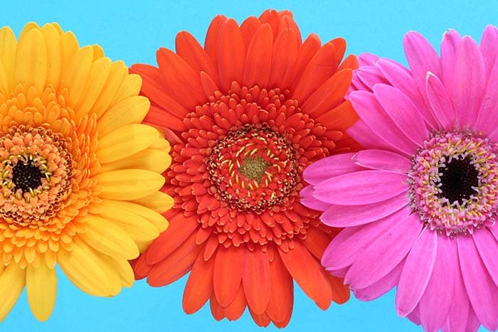 Floral View pattern detail