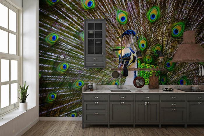 Twirling Pavonine shown in a room