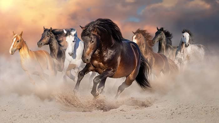 Premium Running Horses Wall Mural Wallpaper pattern detail