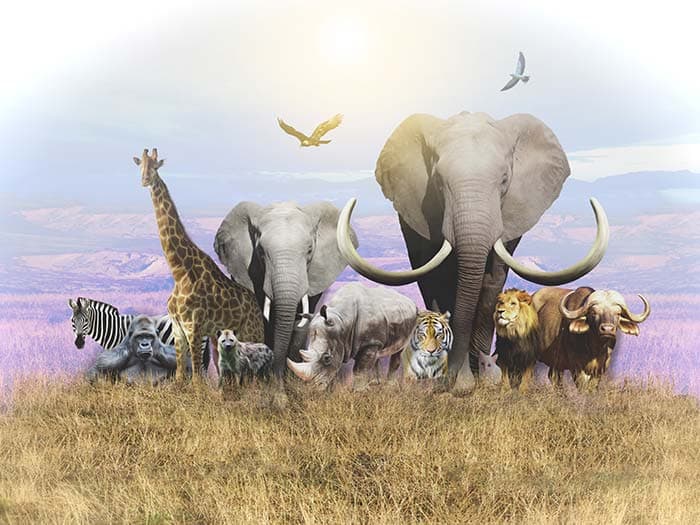 Elephant Wallpaper for Walls, Elephant Herd pattern detail