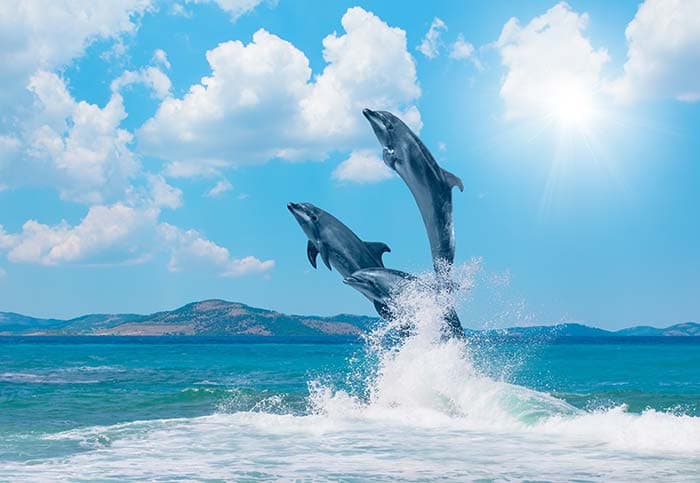 Jumping Dolphins Ocean View Wall Mural Wallpaper pattern detail